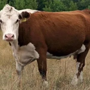 Казахстанска бела раса на крави