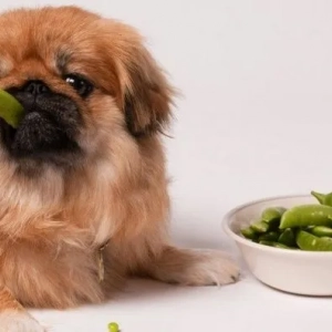 Хранење кученце и возрасни пекинги